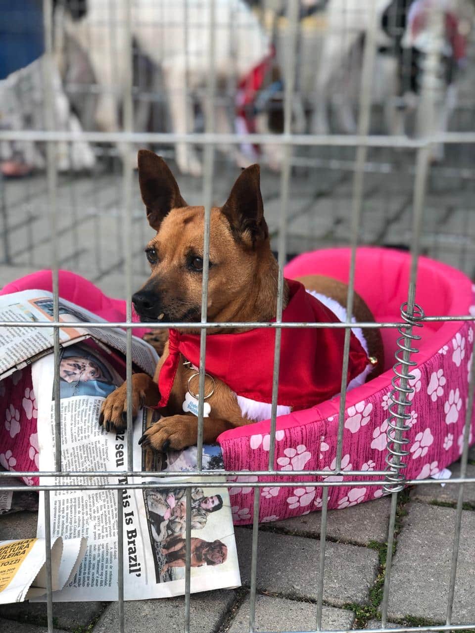 Parque das Águas recebe Feira de Adoção de Animais neste sábado