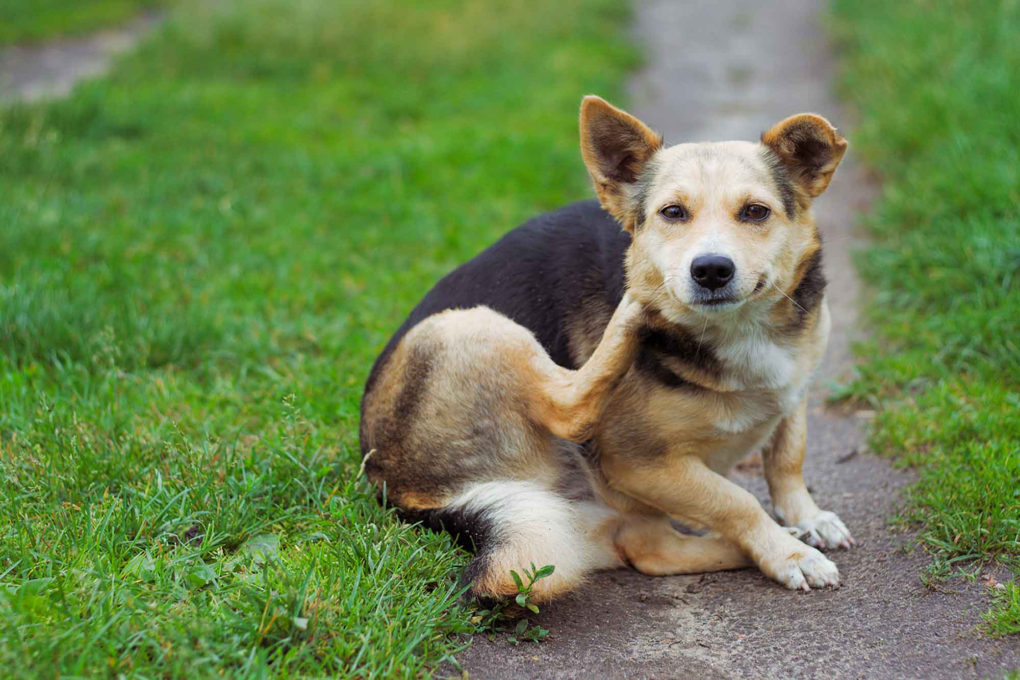 Dra. Pet: Cuidados com gatos e cães na primavera