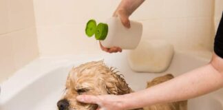 shampoo para cães