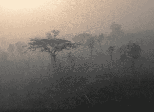 Festival Internacional de Filmes Ambientais