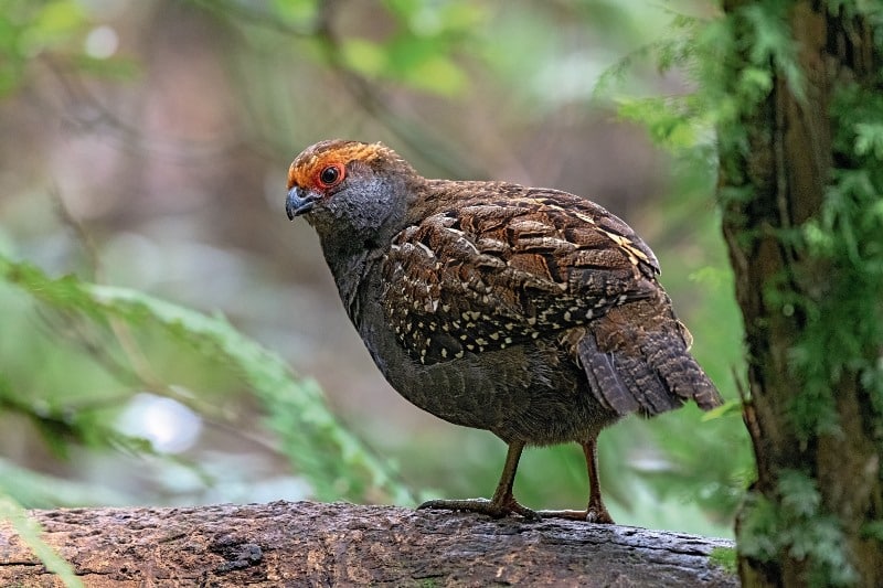 aves do Paraná