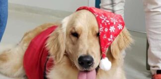 Cachorros do projeto Amigo Bicho retornaram para visitas especiais em dezembro - Créditos: Divulgação