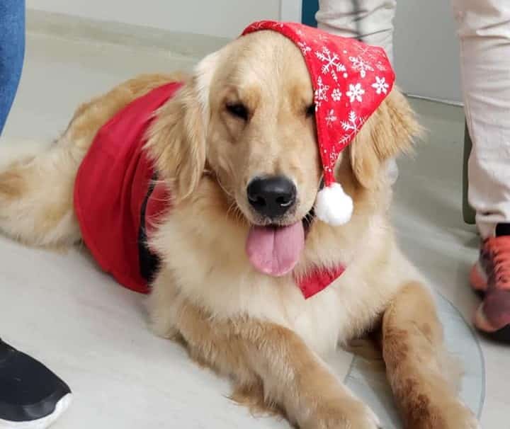 Cachorros do projeto Amigo Bicho retornaram para visitas especiais em dezembro - Créditos: Divulgação