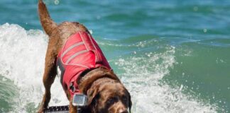 Surf Dog: Bono, o cão surfista - Foto: reprodução do Instagram