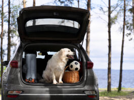 Viajar com os pets: dicas para aproveitar! Foto: Freepik